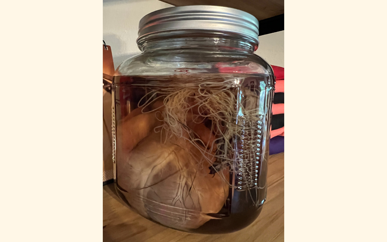 Adult heartworm 2025
